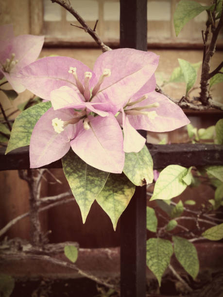 17-164 DR stock photo