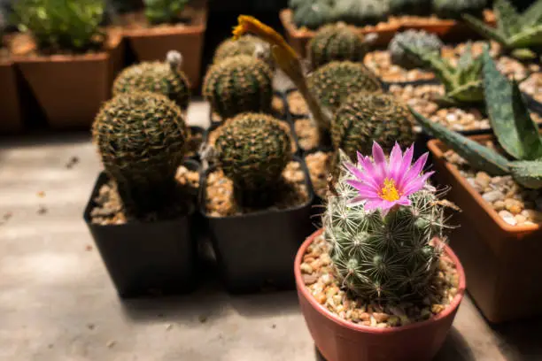 Photo of succulents and cactus