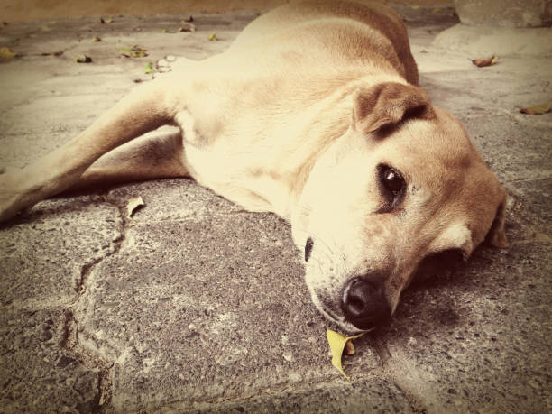 17-172 DR stock photo