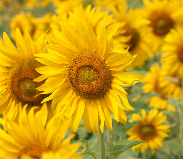 istock Sunflower flower bloom beautiful 671873114