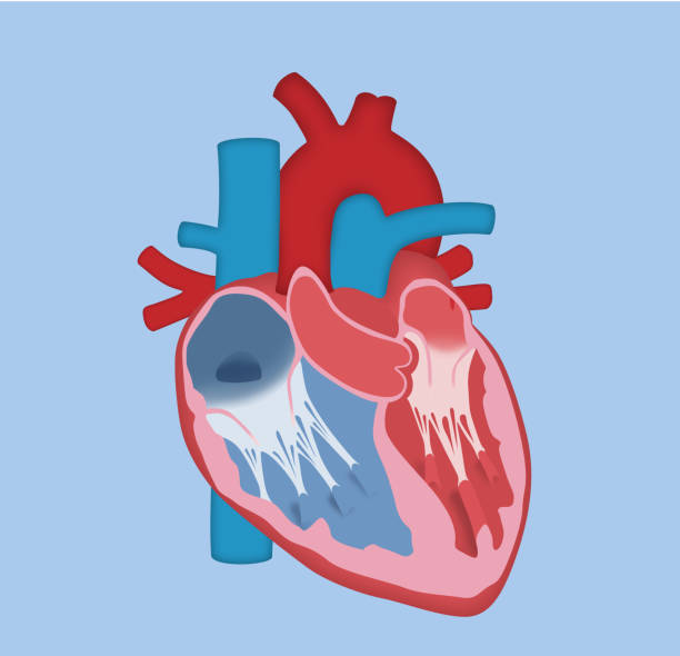 человеческое сердце - основной дизайн - pulmonary valve stock illustrations