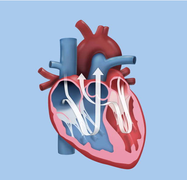 человеческое сердце - детальный дизайн - pulmonary valve stock illustrations