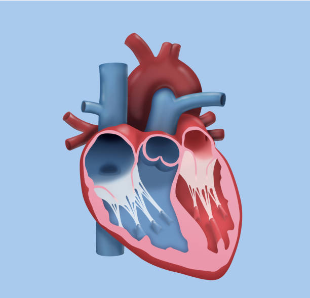 человеческое сердце - детальный дизайн - pulmonary valve stock illustrations