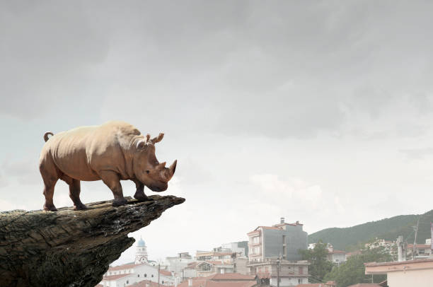 istock Rhino on rock top . Mixed media 671876818