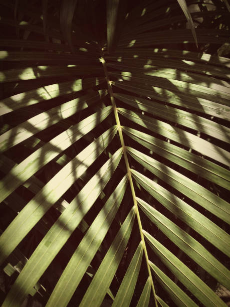 17-183 DR stock photo