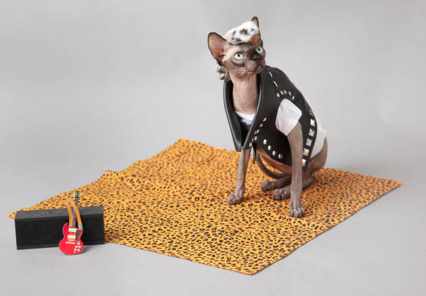 Sphinx Cat dressed as a punk rocker wearing a leather jacket with guiter Sphinx Cat dressed as a punk rocker with a mohawk wearing a leather jacket with guiter pimp hat stock pictures, royalty-free photos & images