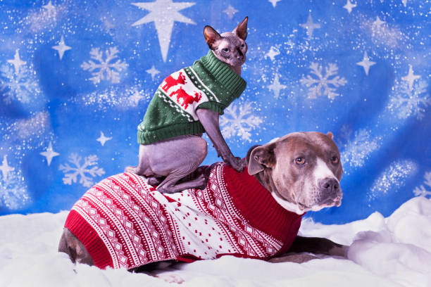 retrato festivo de un pitbull y un gato sphynx en suéteres navideños con fondo de escamas de nieve azul - enzo fotografías e imágenes de stock
