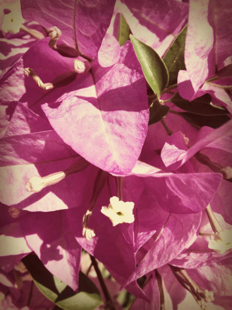 17-187 DR stock photo