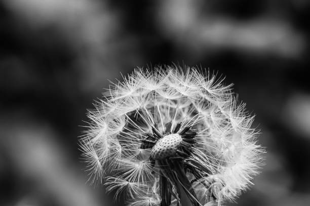 istock Monochrome Dandelion with morning dew 671883496