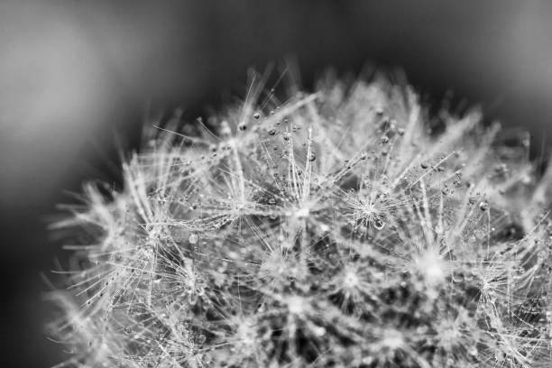 istock Monochrome Dandelion with morning dew 671883504