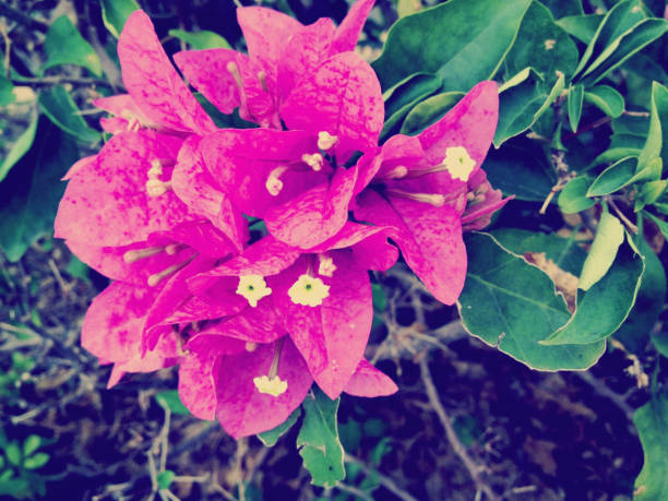 17-197 DR stock photo