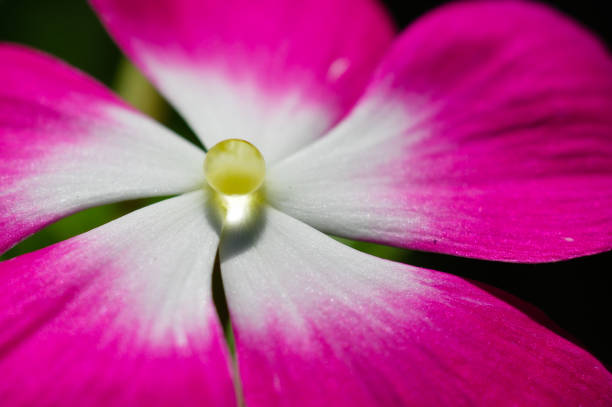 istock Pink flower with water drop in pistil in daylight (2) 671889610