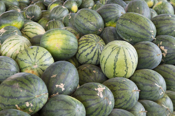 istock fresh watermelon in agriculture market 671892930