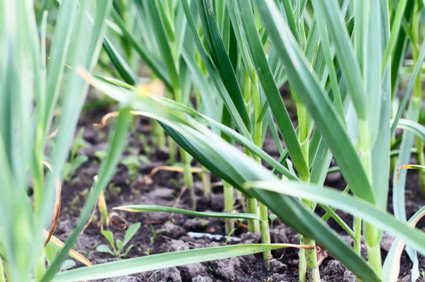 istock some garlic bulbs with tops on the ground 671893430