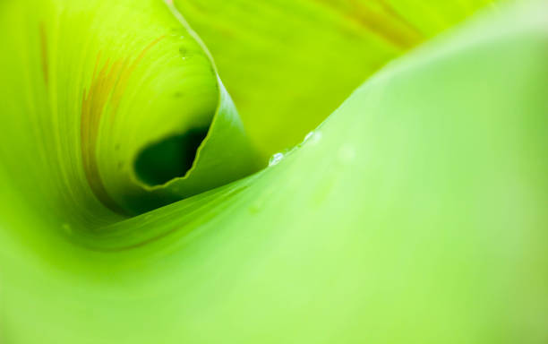 istock top view banana lief background 671893476