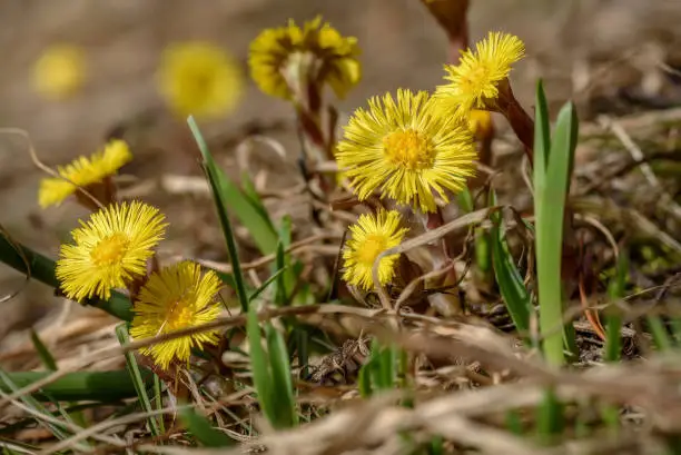 Floral background with the first spring yellow flowers of the mother-and-stepmother in the dry grass closeup