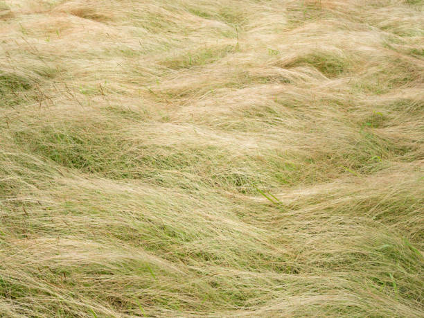 istock White and green grass with flower in nature for background. 671898712