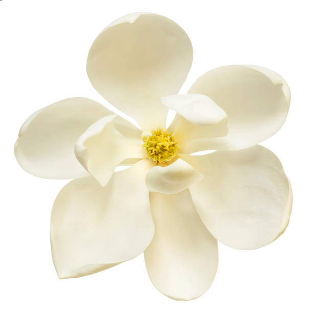 istock White Magnolia Flower Top View Isolated 671898866