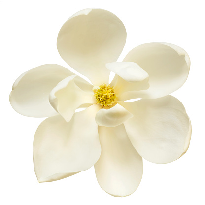 White magnolia flower isolated.  Top view.
