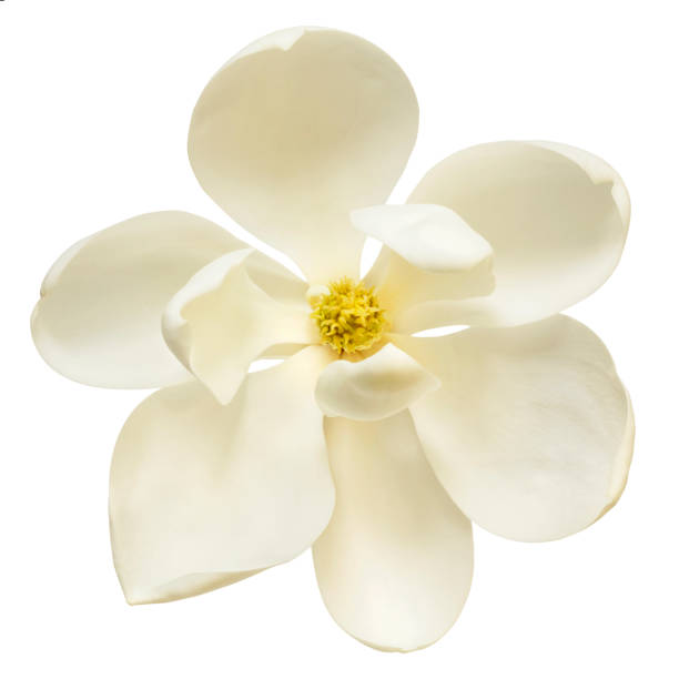 white magnolia flower top view isolated - magnolia southern usa white flower imagens e fotografias de stock