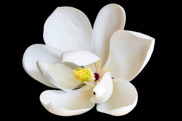 белый цветок магнолии изолирован на черном - magnolia southern usa white flower стоковые фото и изображения