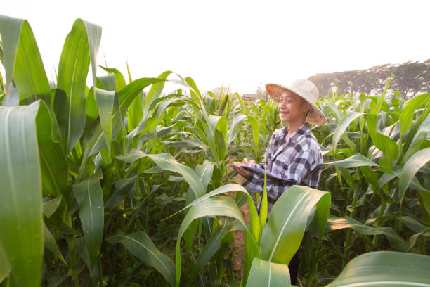 istock Young environmentalist enjoy with studying biology at farm 671899076