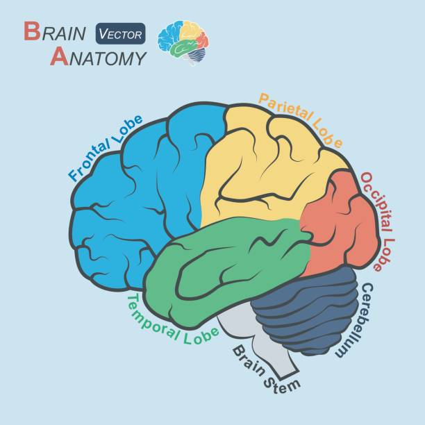 ilustrações de stock, clip art, desenhos animados e ícones de brain anatomy ( flat design )  ( frontal lobe , temporal lobe , parietal lobe , occipital lobe , cerebellum , brain stem ) - parietal lobe