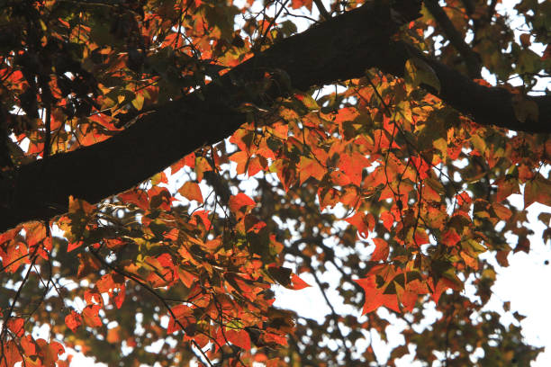 istock autumn leaves, very shallow focus 671903010
