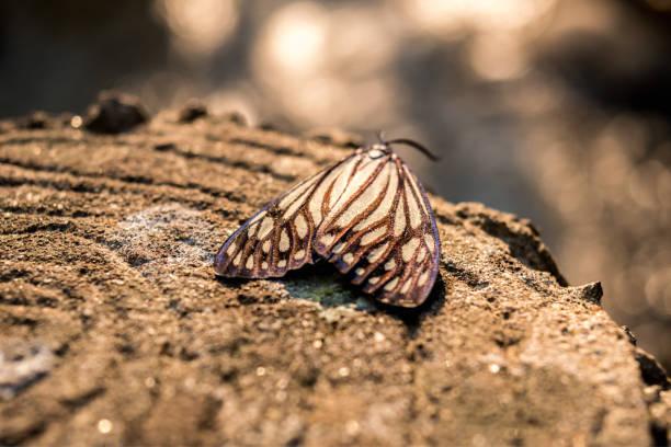 macro small night butterfly  on wood ,wildlife natural insect background ,selective focus.