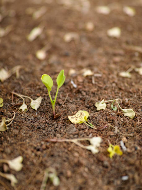 istock Small healthy vegetable shoot alone amongst many dead and dried failed seedlings. 671903152