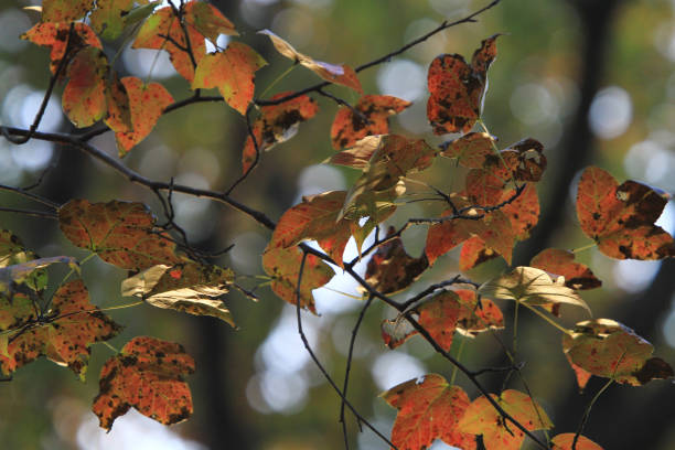 istock autumn leaves, very shallow focus 671905510