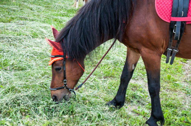 istock Horse on a summer day 671905846