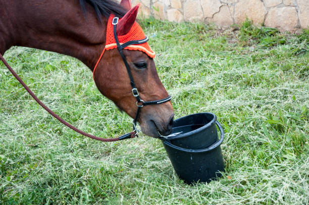 istock Horse on a summer day 671905850