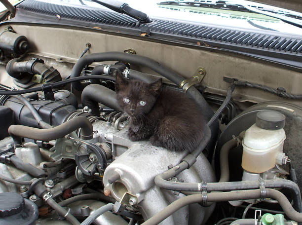 istock A Feline Under the Hood 671906138