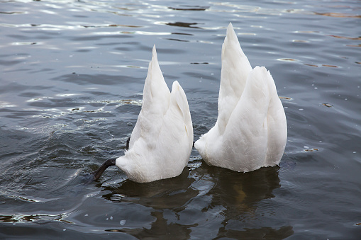 Two swans dived under the water in search of food.