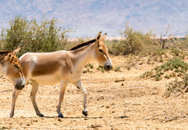 istock Onager is a brown Asian wild donkey 671906814