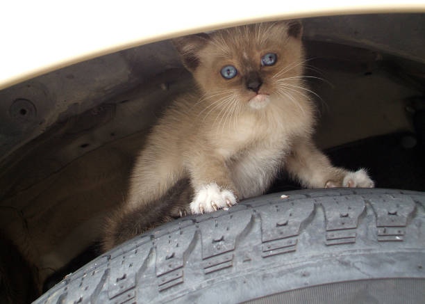 istock A Kitten In the Wheel Well 671909658