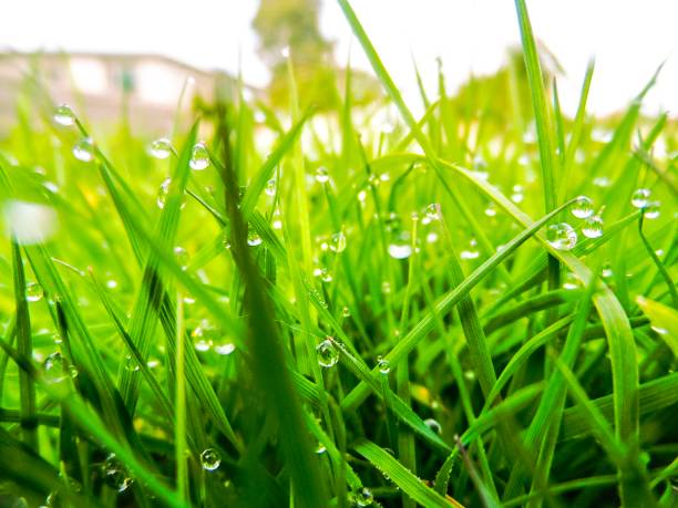 istock Morning dew on blades of grass 671910544