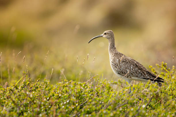 istock Long Billed Curlew - Numenius arquata i 671922744
