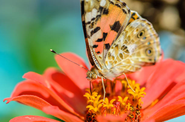 istock Beautiful motley butterfly collects nectar on a bud flower 671929326