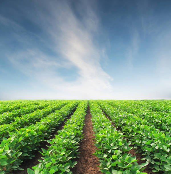 istock Rows on the field. Agricultural landscape in the summer time 671935574