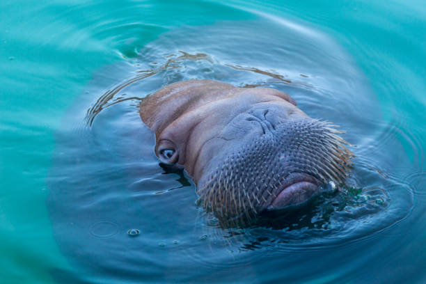Big walrus swimming in blue water Big walrus swimming in blue water walrus photos stock pictures, royalty-free photos & images