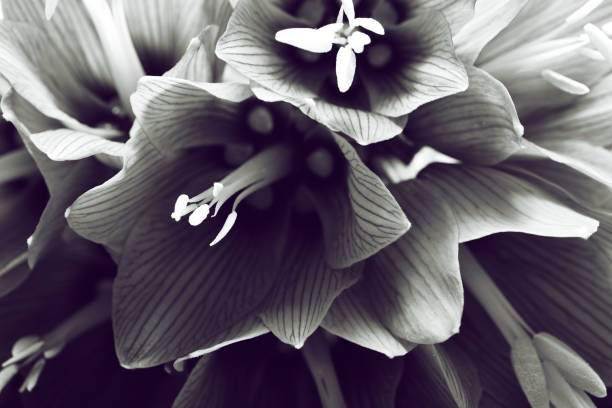 istock Buds of lilies, back light, black and white image. 671935958