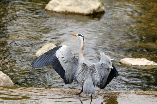 A gray heron, native to Switzerland around areas of water, lands in a river, perching itself on a rock.
