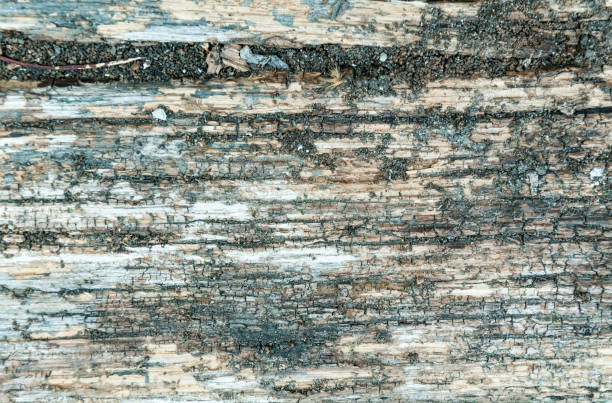 istock Texture of old rotten wooden stump. 671941450