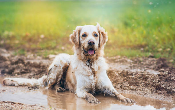 Golden Retriever Golden retriever dog  in the poodle mud photos stock pictures, royalty-free photos & images