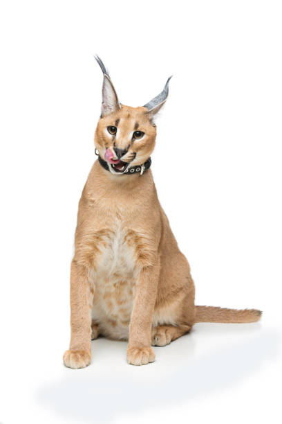 istock Beautiful caracal lynx isolated on white 671944522