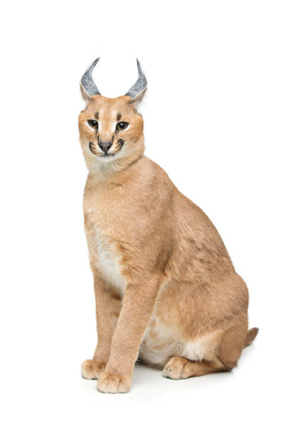 istock Beautiful caracal lynx isolated on white 671944572