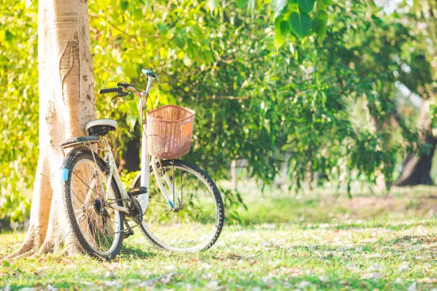 Photo of Bicycle parked under the tree at sunset.