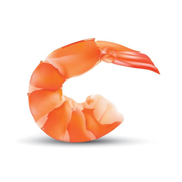 ilustrações de stock, clip art, desenhos animados e ícones de vector shrimp seafood. prawn illustration isolated on white background - shrimp